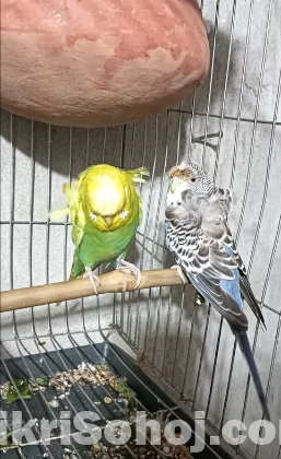 পাখি